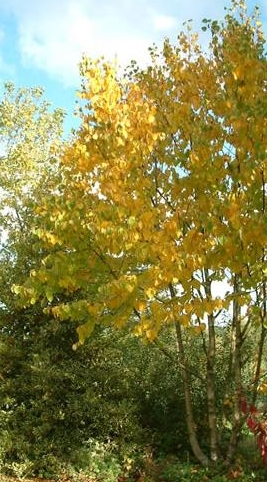 brzoza maksymowicza - drzewo parkowe o złotych jesienią liściach